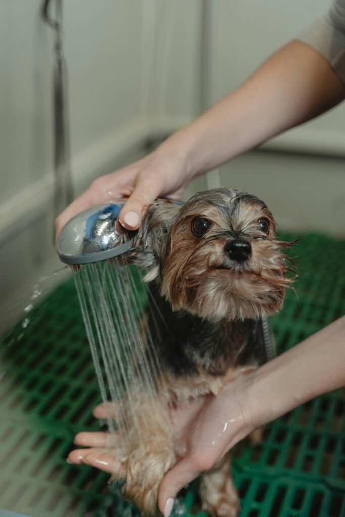 A Yorkshire Terrier being bathed and groomed by a person in a grooming salon.